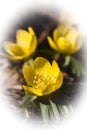 Winter aconites