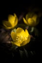 Winter aconites