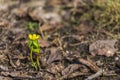 One Winter Aconites in meadow