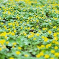 Winter Aconites yellow flowers in woodland