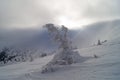 Winter adventures. Snow ghost. Carpathians. Ukraine.