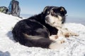 Winter adventures. Dog. Carpathians. Ukraine.