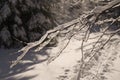 Winter adventures. Snowy forest. Carpathians. Ukraine.