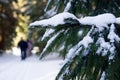 Winter adventures. Snowy forest. Carpathians. Ukraine.