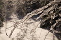 Winter adventures. Snowy forest. Carpathians. Ukraine.