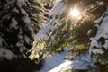 Winter adventures. Snowy forest. Carpathians. Ukraine.