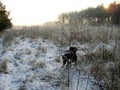 German shorthaired pointer hunting in the winter