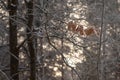 Several dry oak leaves hanging from a frosty branch Royalty Free Stock Photo