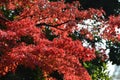 background of maple leaf change color to be red in japan. Royalty Free Stock Photo