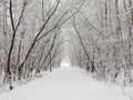 Winter alley Royalty Free Stock Photo