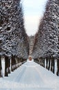 Winter alley in Arhangelskoe Royalty Free Stock Photo