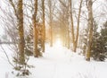 Winter alley with aspens trees. Aspen grove against the backdrop of sun and snow. Populus tremula