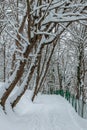 Winter alley in the park. The sidewalk is covered with snow, with many shoe marks on it. The trees are covered with snow and