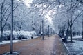 Winter alley with snow-covered trees in the city park Royalty Free Stock Photo