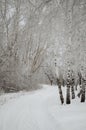 Winter alley throw the forest Royalty Free Stock Photo