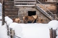 Winter alpine horse and pony standing in the snow against the backdrop of a wooden barn wall. Winter mountain landscape in the