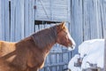 Winter alpine horse standing in the snow against the backdrop of a wooden farm. Mountain landscape in the Alps. Royalty Free Stock Photo