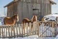 Winter alpine horses standing in the snow behind wooden fence in front of farm. Mountain landscape in the Alps.