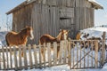 Winter alpine horses standing in the snow behind wooden fence in front of farm. Mountain landscape in the Alps.