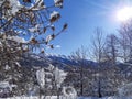 Winter alps mountains with snow covered fir pine trees with sun in blue sky Royalty Free Stock Photo