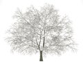 Winter american beech tree isolated on white