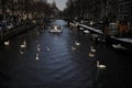 Winter in Amsterdam central river with floating birds swans