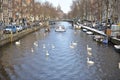 Winter in Amsterdam central river with floating birds swans