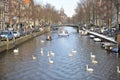 Winter in Amsterdam central river with floating birds swans