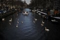 Winter in Amsterdam central river with floating birds swans