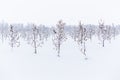 Winter apple garden deadpan style with selective focus