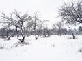 Winter apple orchard Royalty Free Stock Photo