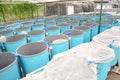 Winter aquaculture hothouse