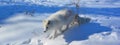 In winter arctic fox Vulpes lagopus, also known as the white, polar or snow fox