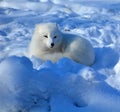 In winter arctic fox Vulpes lagopus, also known as the white, polar or snow fox