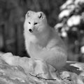 In winter arctic fox Vulpes lagopus,