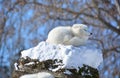 In winter arctic fox Vulpes lagopus