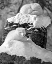 In winter arctic fox Vulpes lagopus