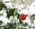 Winter ashberry Royalty Free Stock Photo