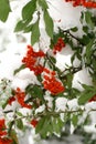 Winter ashberry