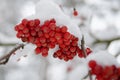 Bunch of red mountain ash under the snow Royalty Free Stock Photo