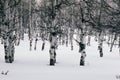 Winter aspens Royalty Free Stock Photo