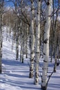 Winter, aspens in snow with blue sky Royalty Free Stock Photo