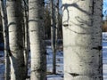 Winter Aspens Up Close