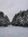 A winter forest path in the Mazovian Landscape Park in Otwock. Royalty Free Stock Photo