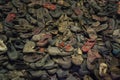Winter at Auschwitz, Poland Royalty Free Stock Photo