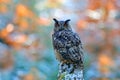 Winter and autumn forest with beautiful bird. Eurasian Eagle Owl, Bubo Bubo, sitting on the tree stump, close-up, wildlife photo i