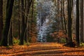 Winter and autumn forest landscape