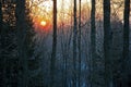 Winter or Autumn sunrise in Northern Michigan through the woods. Royalty Free Stock Photo