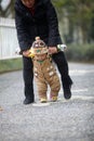 Winter baby walking Royalty Free Stock Photo