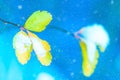 Winter background. Artistic image of yellow autumn leaves with snow on a blue background with snowflakes. Blurred romantic light b